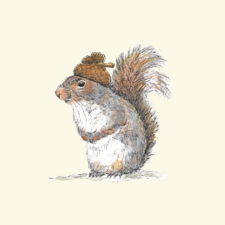 720x720 Squirrel With An Acorn Hat The Pawses - Acorn Watercolor