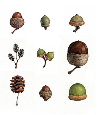 335x400 Watercolor Illustration By Studio Tuesday Acorn Prints - Acorn Watercolor