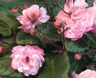 400x325 2 Fresh Cut Leaves Of Russian African Violet Pink Watercolor - African Violet Pink Watercolor
