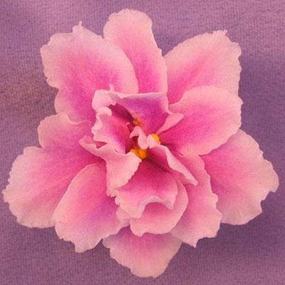 400x400 Music Box Dancer - African Violet Pink Watercolor