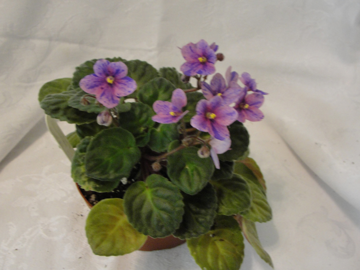 African Violet Pink Watercolor at PaintingValley.com | Explore ...