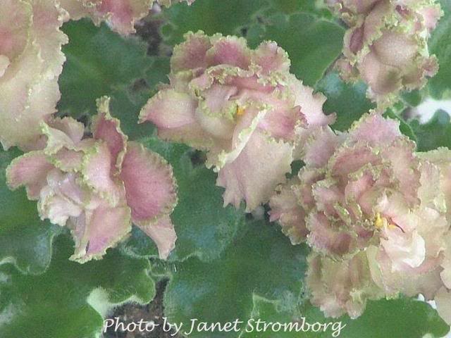 640x480 My African Violets - African Violet Pink Watercolor