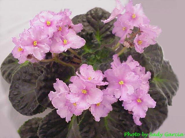 African Violet Pink Watercolor at PaintingValley.com | Explore ...