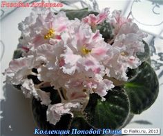 236x197 Potted African Violets.original Watercolor By Deborah Rubin R - African Violet Pink Watercolor