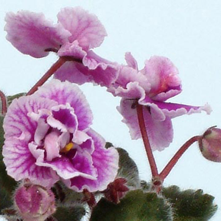 720x720 Saintpaulia (African Violet) Betty Stoehr Buy - African Violet Pink Watercolor