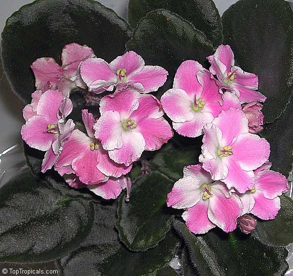 600x566 Saintpaulia Ionantha, African Violet - African Violet Pink Watercolor
