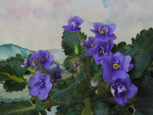 640x479 Avse Forum View Topic - African Violet Pink Watercolor
