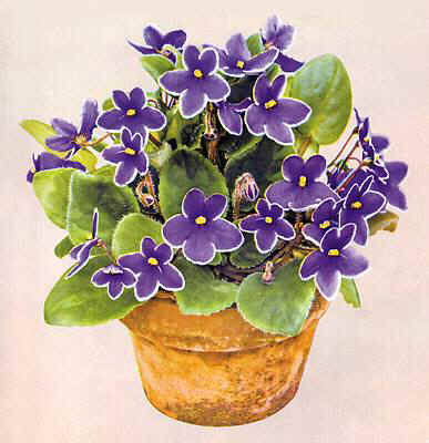 387x400 Jill - African Violet Pink Watercolor