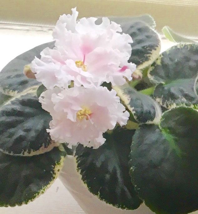 634x683 African Violet - African Violet Pink Watercolor