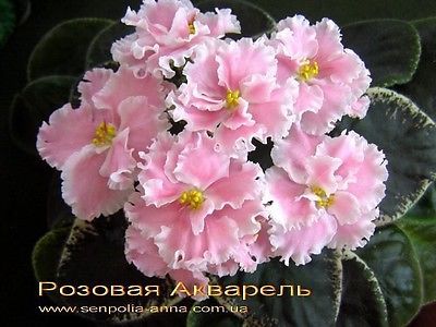 400x300 African Violet Pink Watercolor Rozovaya Akvarel Russian - African Violet Pink Watercolor