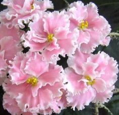 236x229 African Violet Pink Watercolor (Russian Rozovaya Akvarel - African Violet Pink Watercolor