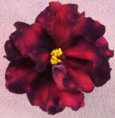 380x390 African Violet Plant Pink Watercolor (Russian - African Violet Pink Watercolor