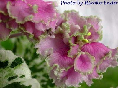 400x300 African Violet Society Of America - African Violet Pink Watercolor
