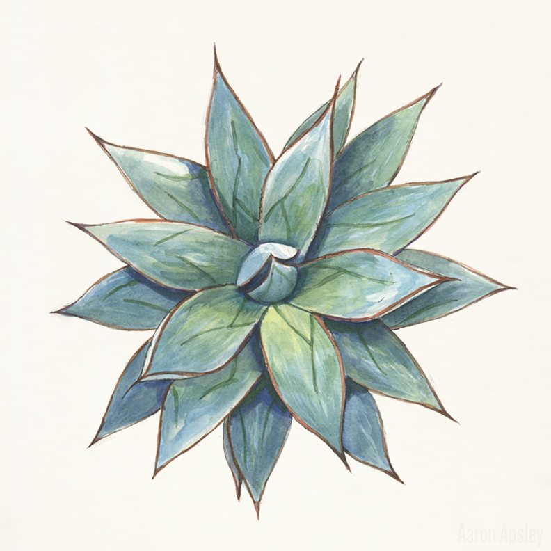 792x792 Agave In Watercolor On Behance - Agave Watercolor