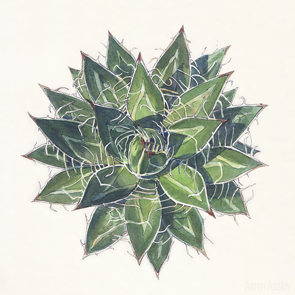 600x600 Agave In Watercolor On Scad Portfolios - Agave Watercolor
