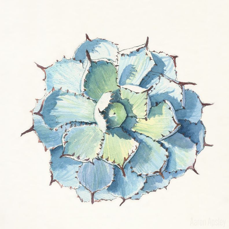 792x792 Agave Rosettes. Watercolor And Ink. Art - Agave Watercolor