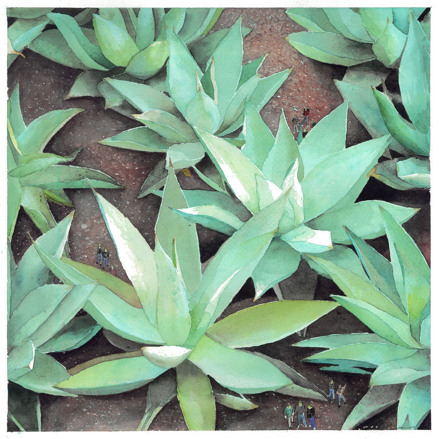 900x900 Agave Watercolor By Jopeli - Agave Watercolor