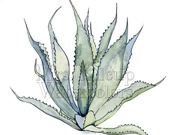 340x270 Agave Watercolour Etsy - Agave Watercolor