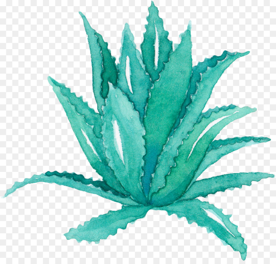 900x860 Aloe Vera Leaf Agave Watercolor Painting Succulent Plant - Agave Watercolor