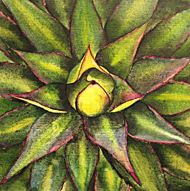 380x382 Agave, Watercolor On Canvas Art Galleries - Agave Watercolor