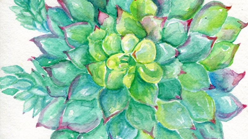 800x450 Sedum And Agave Watercolor Paintings Skillshare Projects - Agave Watercolor
