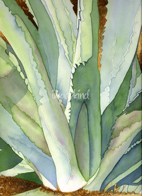 473x650 Stunning Agave Watercolor Painting Reproductions For Sale On - Agave Watercolor