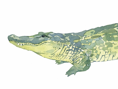 400x300 Alligator Watercolor By David Scheirer - Alligator Watercolor