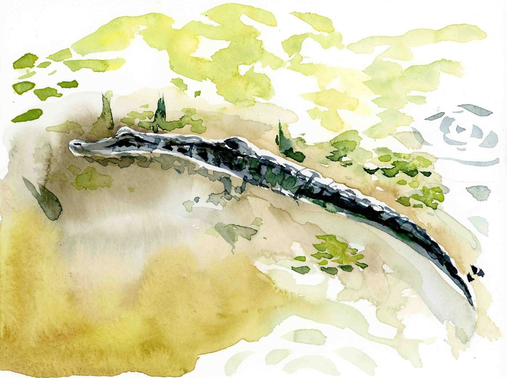 1024x763 Alligator Watercolor Print Lyla Clayre Studio - Alligator Watercolor