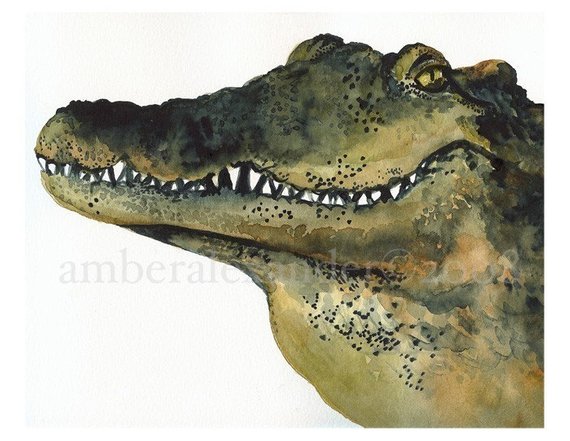 570x441 Looker Alligator Art Alligator Watercolor Etsy - Alligator Watercolor