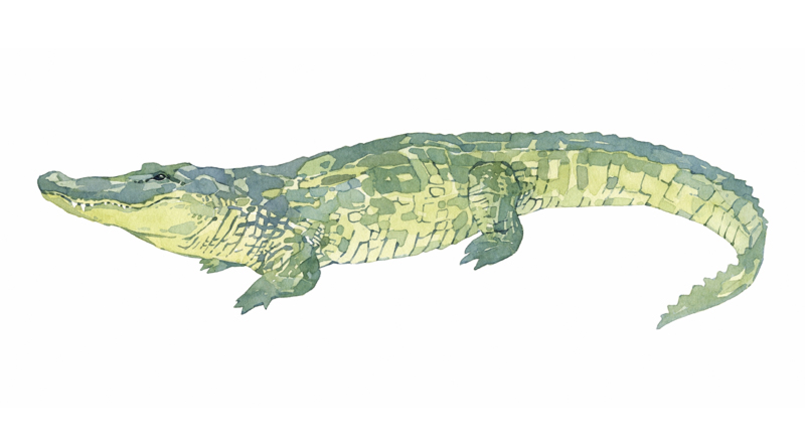 Alligator Watercolor at Explore collection of