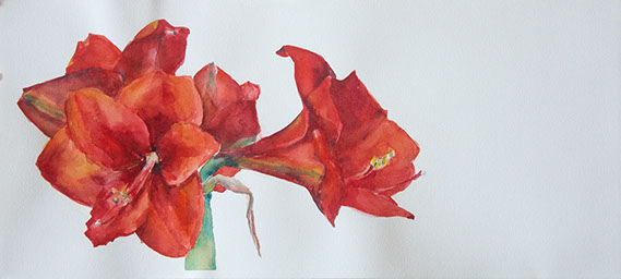 569x256 Amaryllis - Amaryllis Watercolor