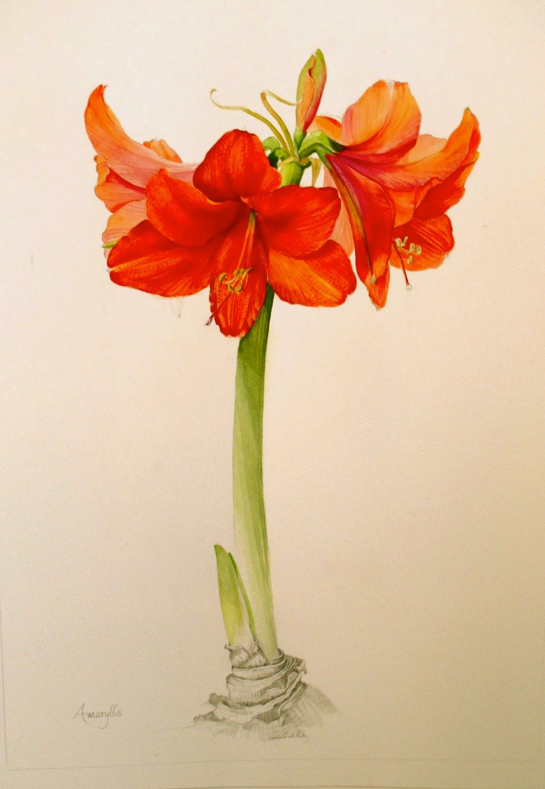 1106x1600 Image Result For Amaryllis Watercolor Tattoo Tattoo - Amaryllis Watercolor