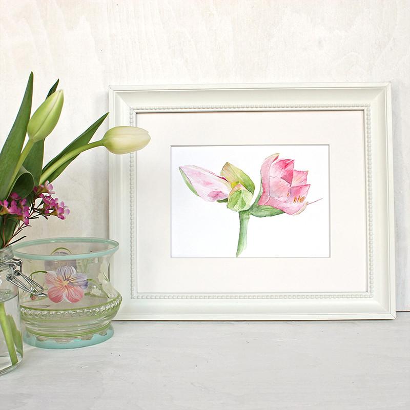 800x800 Pink Amaryllis Watercolor Print Trowel And Paintbrush - Amaryllis Watercolor