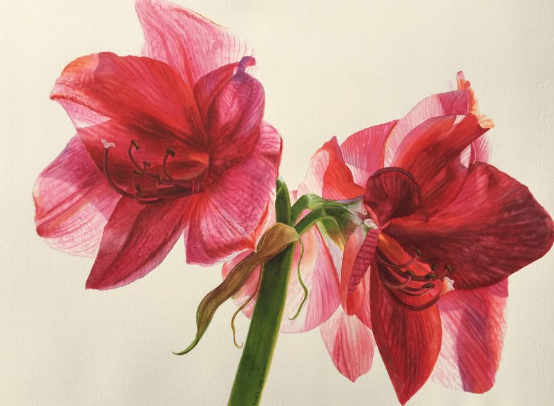 802x588 Red Amaryllis Flower Painting In Watercolor Watercolor Amp Oil - Amaryllis Watercolor