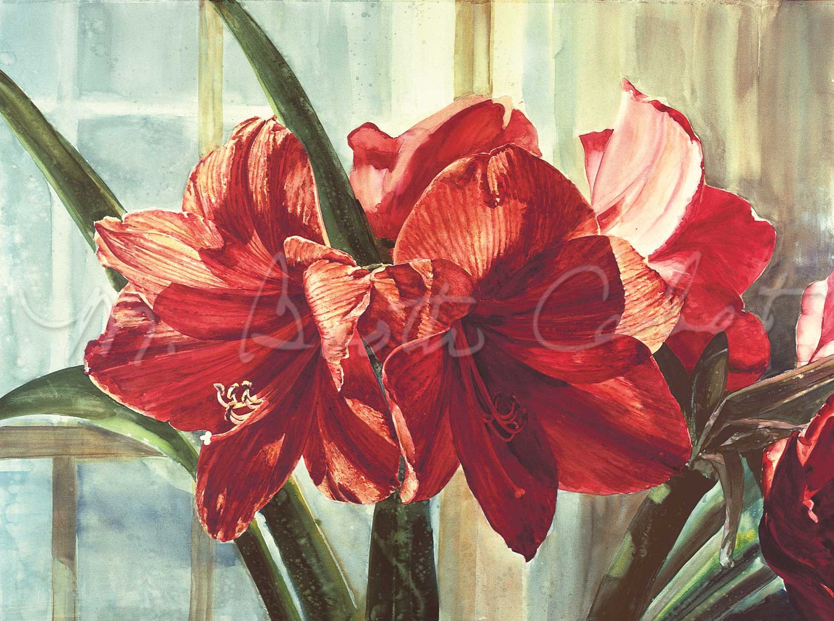 1642x1223 Amaryllis Through The Window - Amaryllis Watercolor