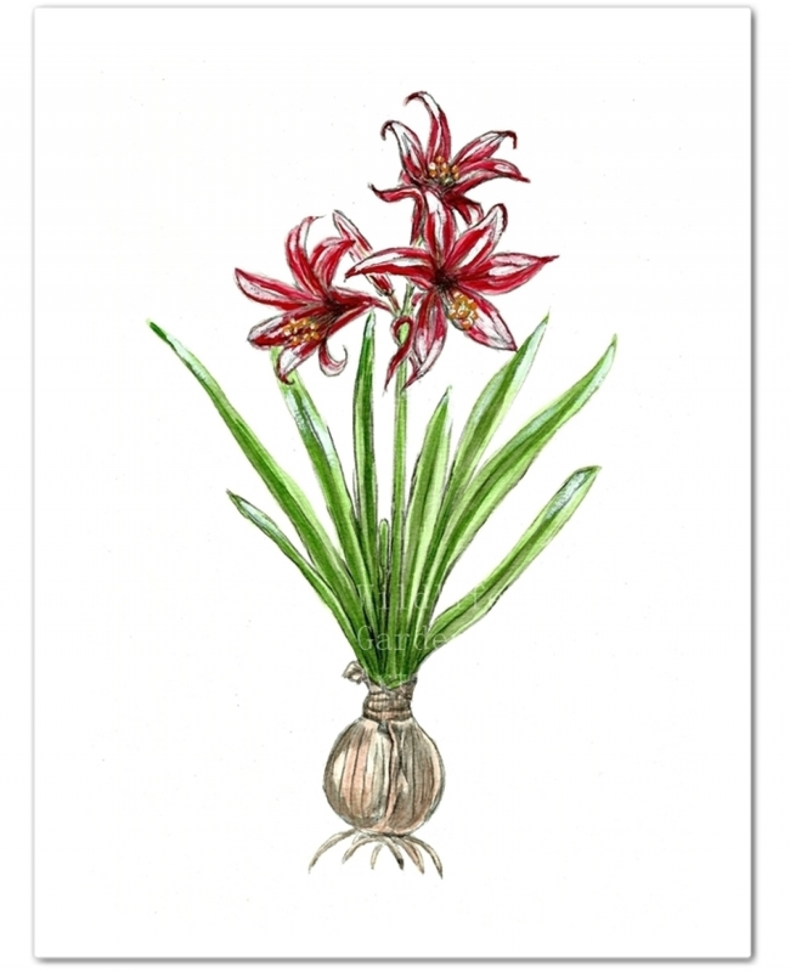 1600x1969 Watercolor Christmas Amaryllis Art Print Wildlife Gardener Art - Amaryllis Watercolor