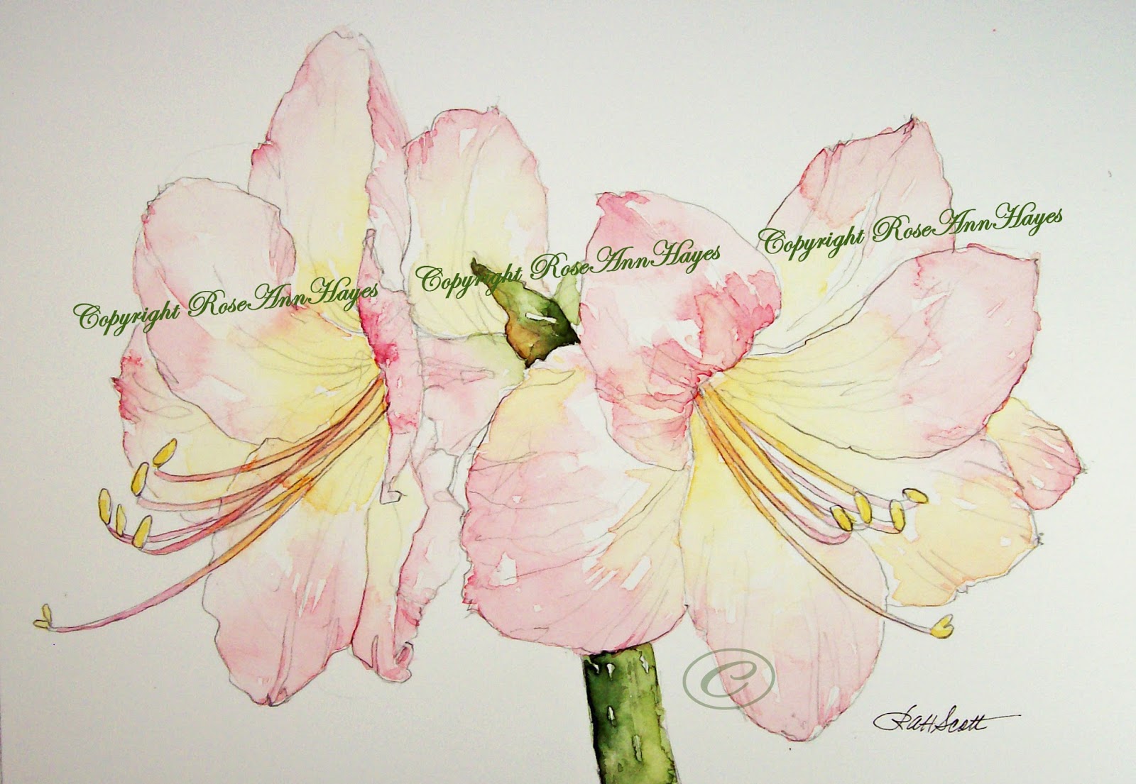 1600x1105 Watercolor Paintings By Roseann Hayes Pink Amaryllis Lily - Amaryllis Watercolor
