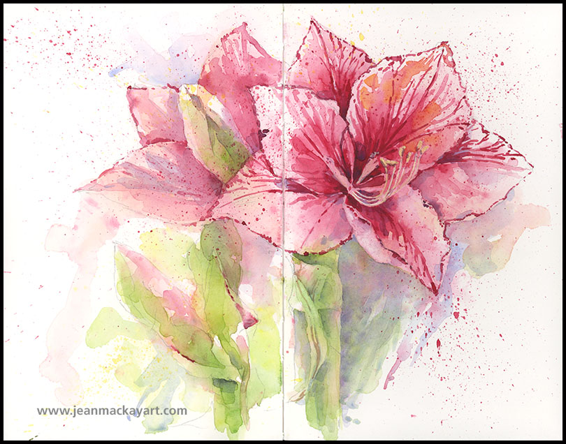 810x636 Amaryllis Drawn - Amaryllis Watercolor
