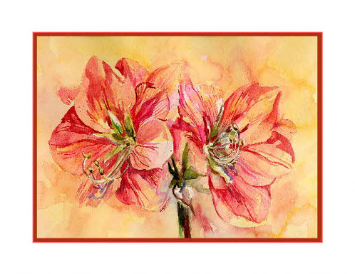 498x384 Amaryllis Watercolor Note Cards - Amaryllis Watercolor