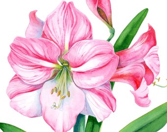 340x270 Amaryllis Watercolor Etsy Au - Amaryllis Watercolor