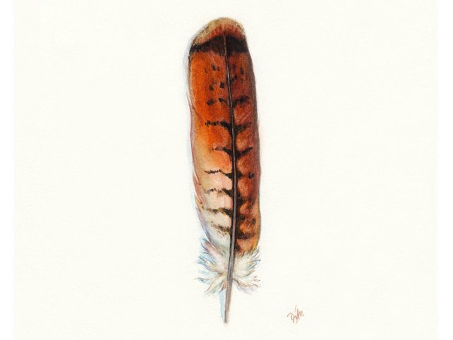 642x482 Red Tail Hawk Feather Native American Indian Watercolor Etsy - American Indian Watercolor