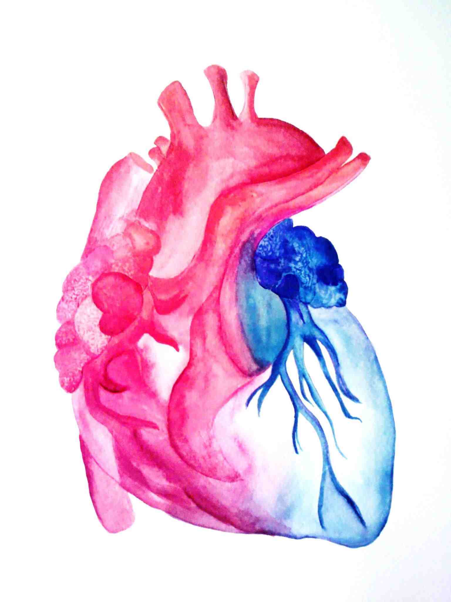 Anatomical Heart Watercolor at PaintingValley.com | Explore collection