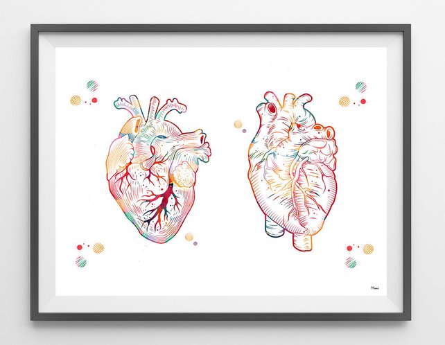 642x498 Human Heart Watercolor Print Medical Art Heart Poster Etsy - Anatomical Heart Watercolor