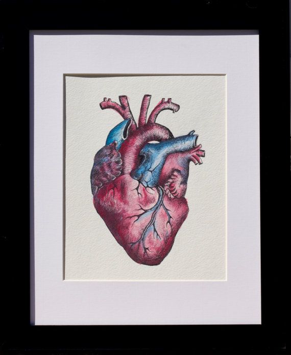 570x696 Image Result For Anatomical Heart Watercolor Inspiration - Anatomical Heart Watercolor