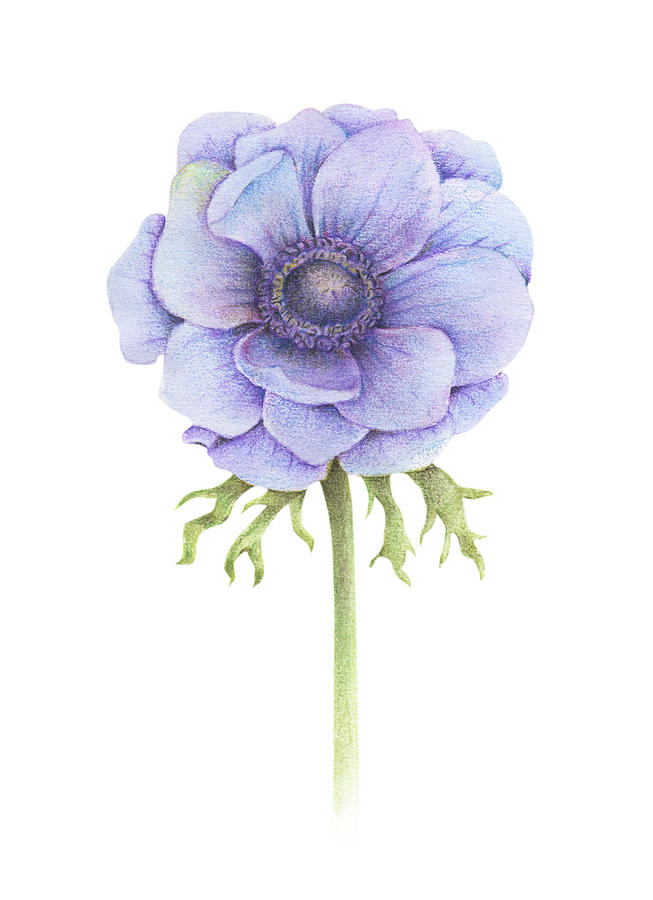 653x900 Handpainted Watercolor Anemone Flower Drawing By Acharaporn - Anemone Watercolor