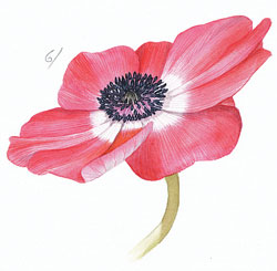 250x245 Learn To Paint Anemones In Watercolour - Anemone Watercolor