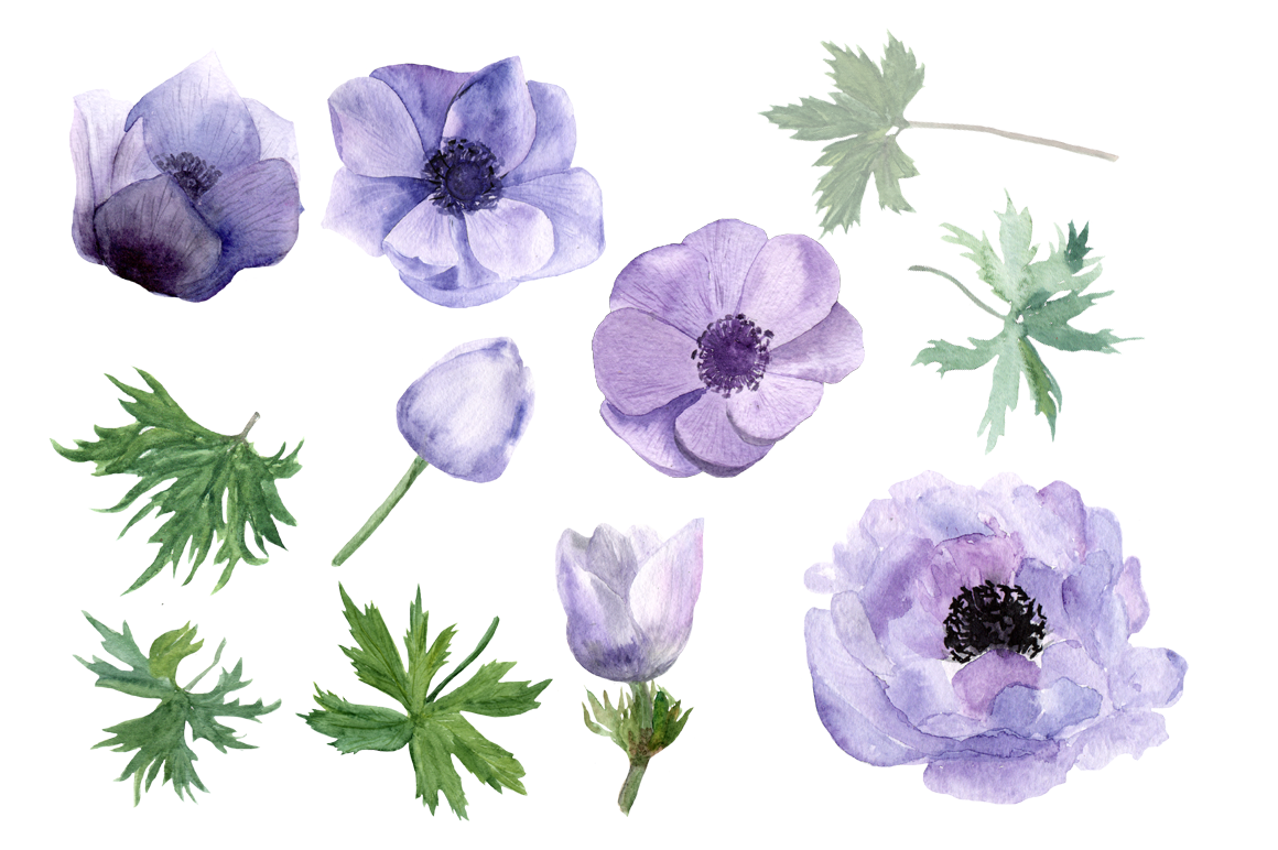 1160x772 Purple Anemone Watercolor Clip Art Set + Wreath - Anemone Watercolor