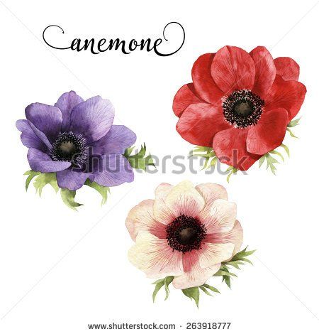 450x470 Anemone, Watercolor, Can Be Used As Greeting Card, Invitation Card - Anemone Watercolor