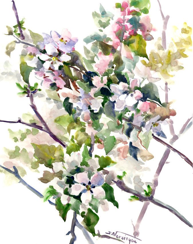 Apple Blossom Watercolor