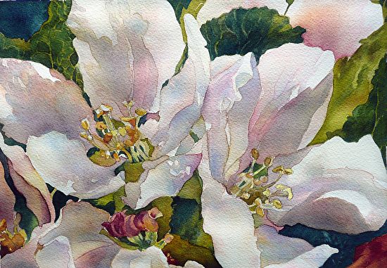 550x381 Apple Blossoms By Yvonne Hemingway Watercolor ~ 11 X 14 - Apple Blossom Watercolor